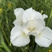 Pure White Iris