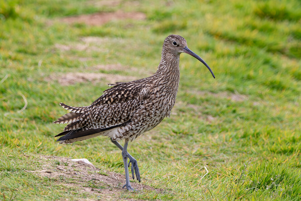 Curlew by lifeat60degrees