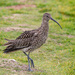 Curlew