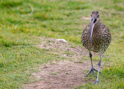5th Jun 2025 - Keep to Your Left