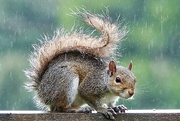 5th Jun 2025 - Super , Soggy Squirrel 
