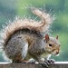 Super , Soggy Squirrel 