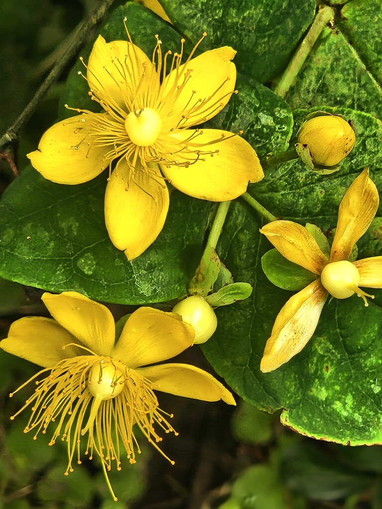 St. John's Wort by alyclark