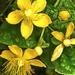 St. John's Wort