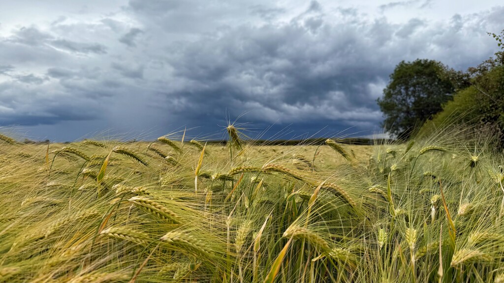 Dramatic Clouds by carole_sandford