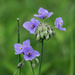 Ohio Spiderwort