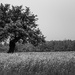 Tree in field