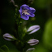 Paper bellflower