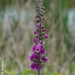 Foxglove at the Elk Viewing Station