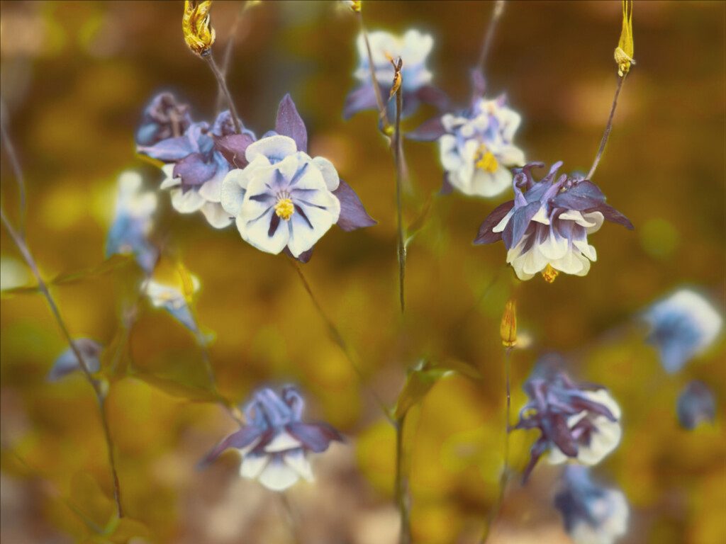 From the garden  by sherekinagmailcom