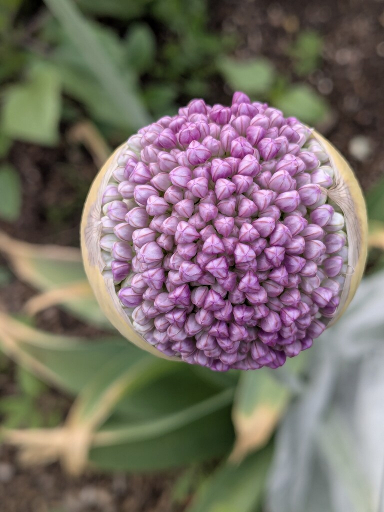 Allium day 6 by wakuwaku