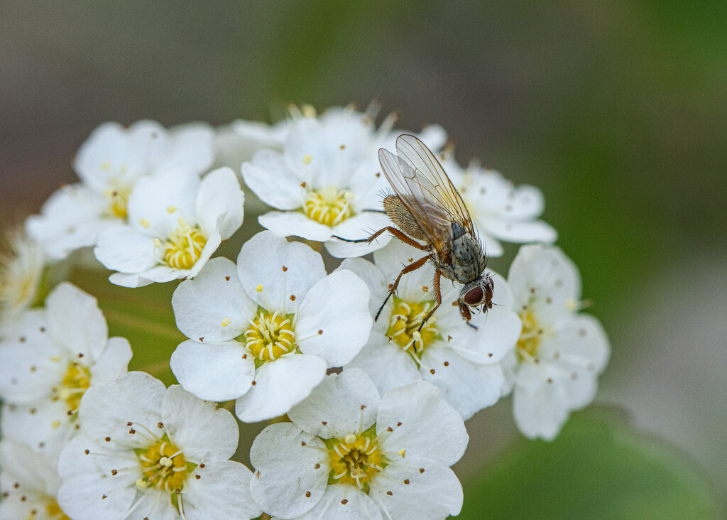 spirea by aecasey