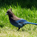 Stellar Jay