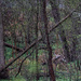 Camouflaged deer