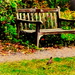 Wild Nature's Quiet Observer