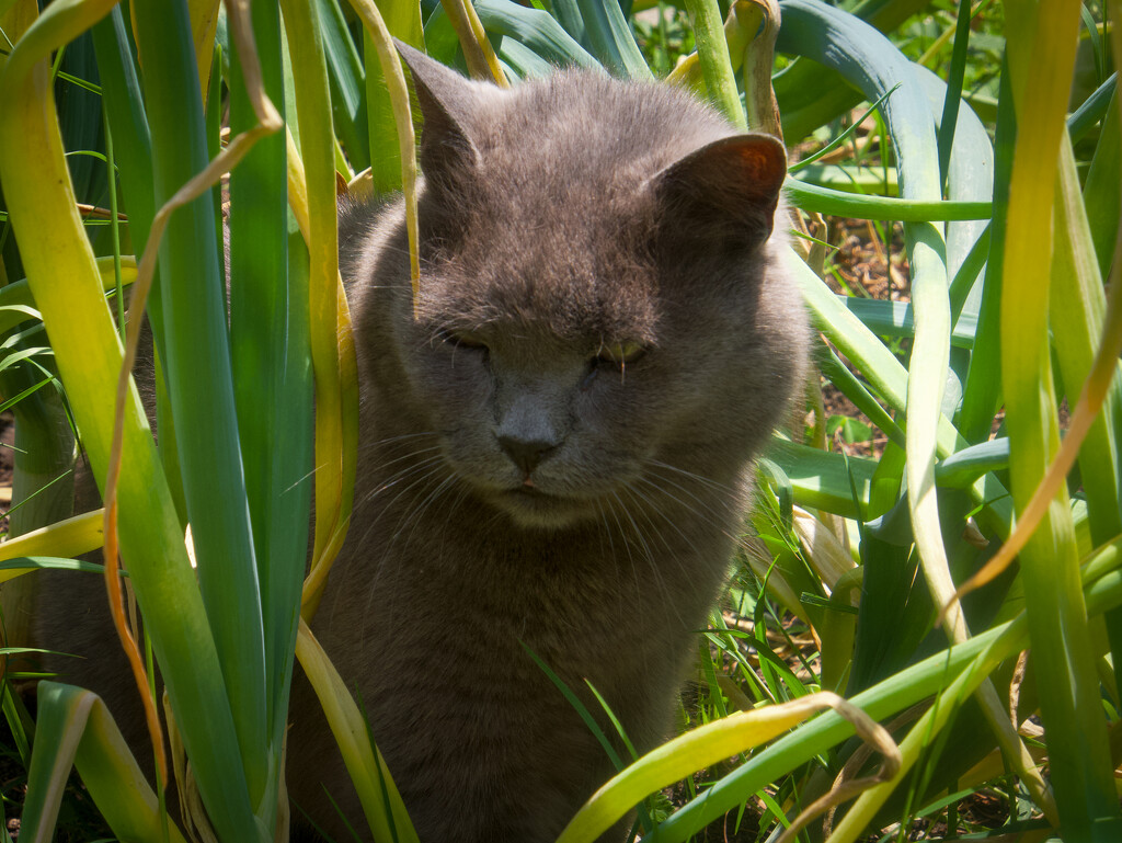 Lara - the cat - and some onions by matsonnestam