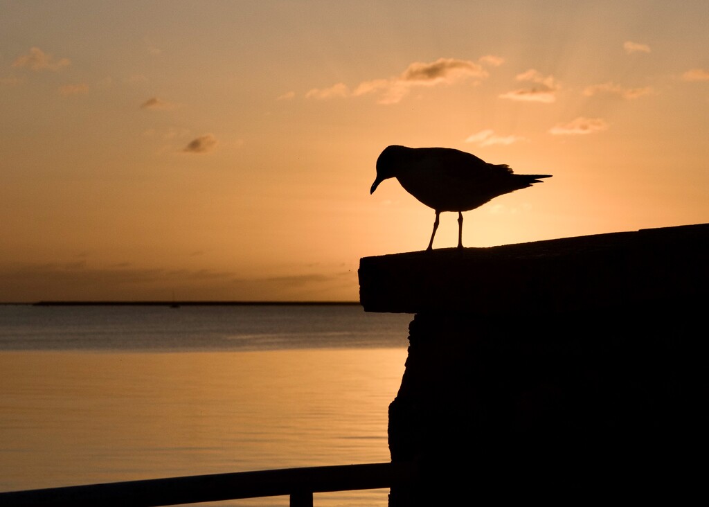 Sunset Silhouette P6067893 by merrelyn