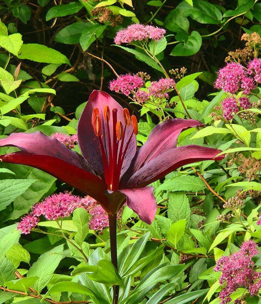 Lily among the spirea by alyclark