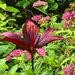 Lily among the spirea