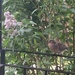 Wild Dove with Lilac