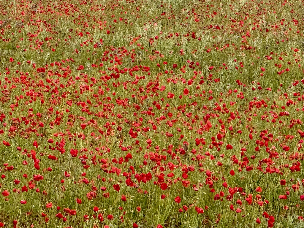 Poppy Field by phil_sandford