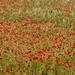 Poppy Field