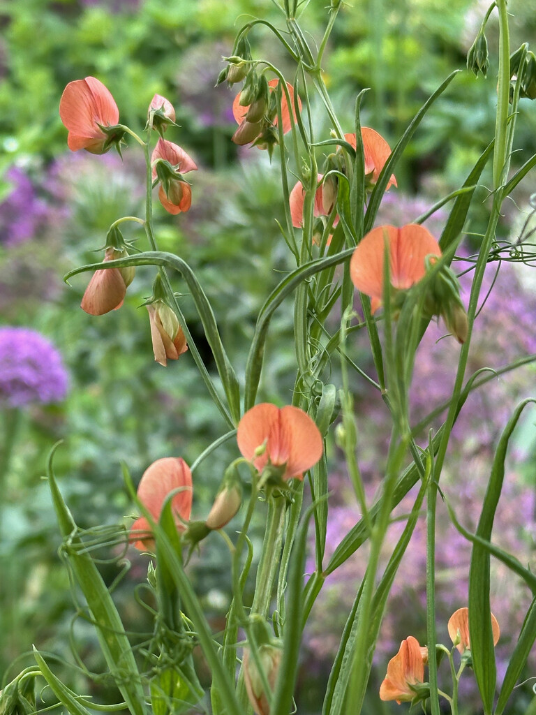Lathyrus Mrs R Penney by 365projectmaxine