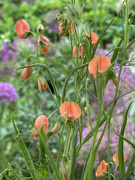 5th Jun 2025 - Lathyrus Mrs R Penney