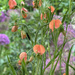 Lathyrus Mrs R Penney
