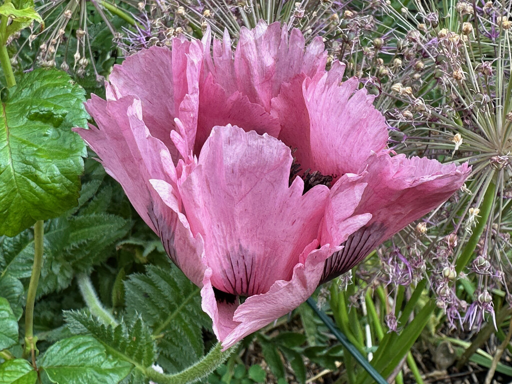 Pink Poppy by 365projectmaxine