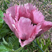 Pink Poppy