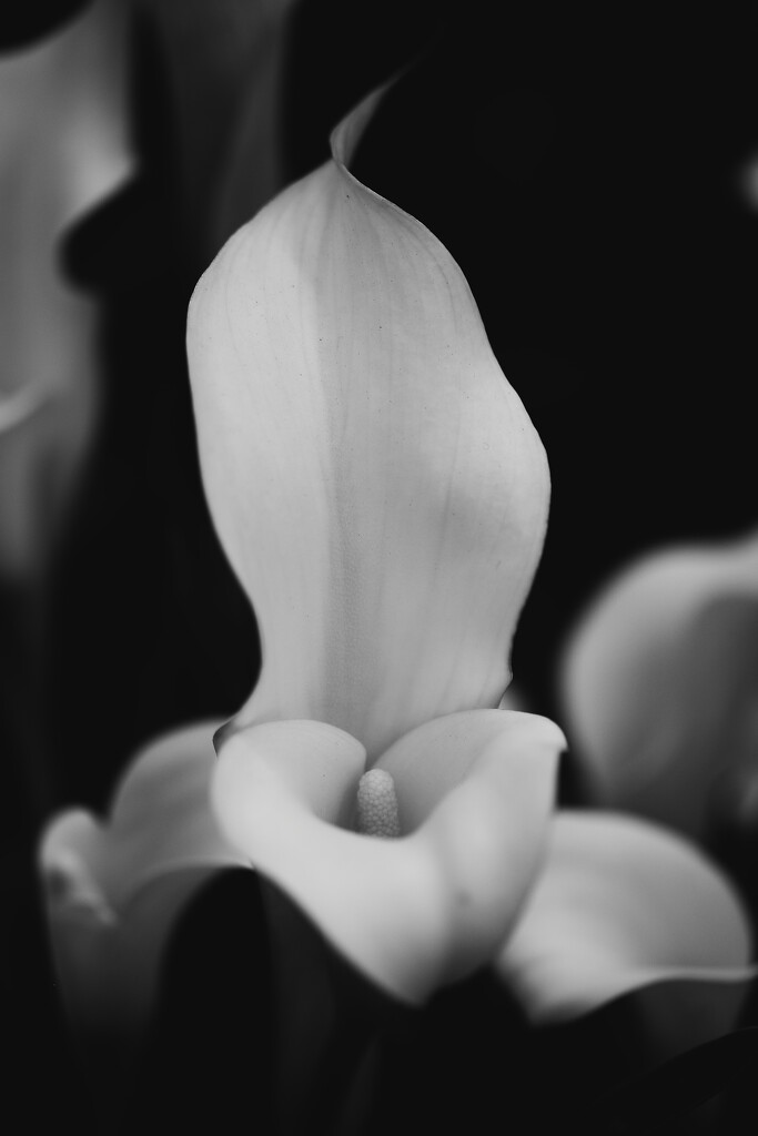 lily by blueberry1222