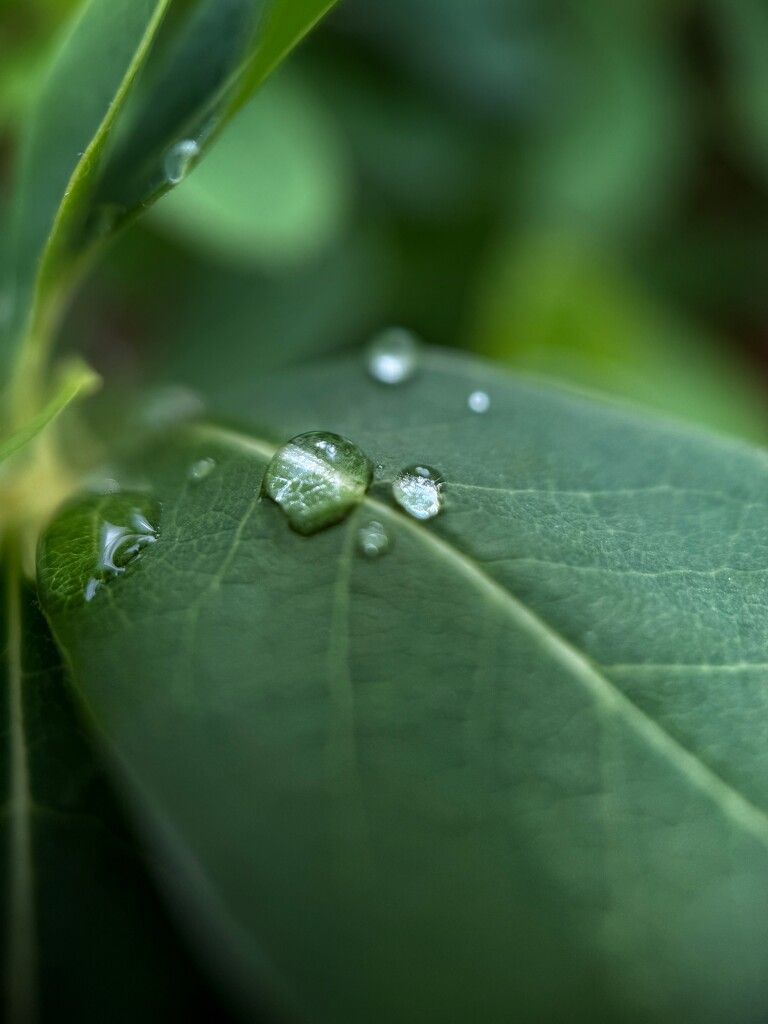 Droplets by gaillambert