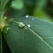 Droplets