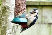 6th Jun 2025 - Mr Woody