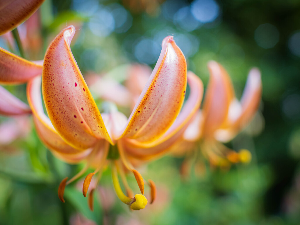 The martagon lily by haskar