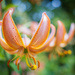 The martagon lily