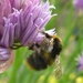 Bee on Chive