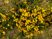 6th Jun 2025 - Birds Foot Trefoil