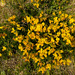 Birds Foot Trefoil