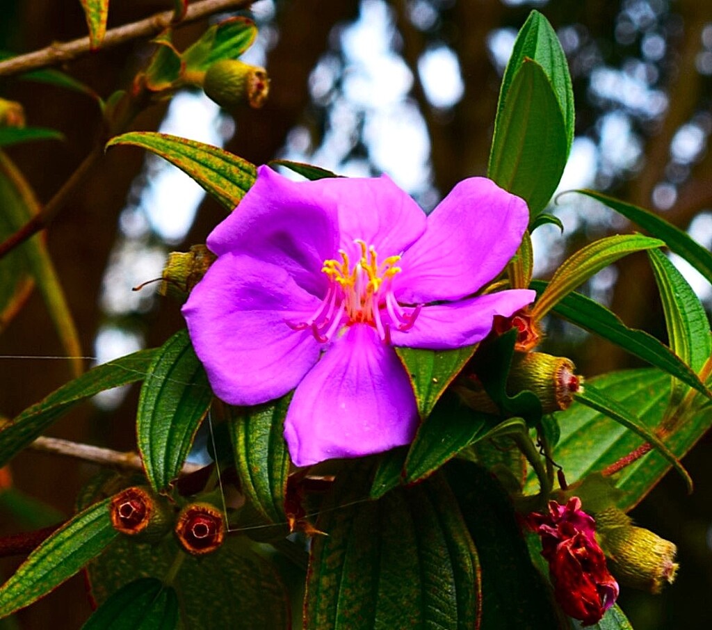Tibouchina Flower ~ by happysnaps