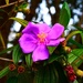 Tibouchina Flower ~