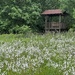 Wildflowers, Observation Tower
