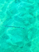 7th Jun 2025 - Sword fish. 