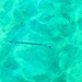 Sword fish. 