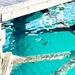 Fishes. 
