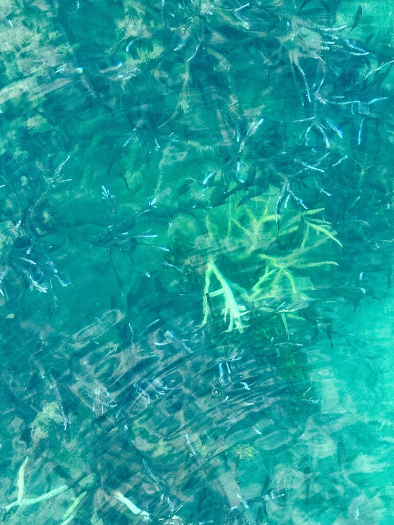 Corals.  by cocobella
