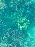 7th Jun 2025 - Corals. 