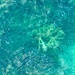Corals. 