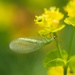 Green Lacewings